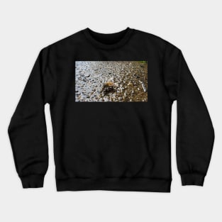 Honey Bee Drinking Water Crewneck Sweatshirt